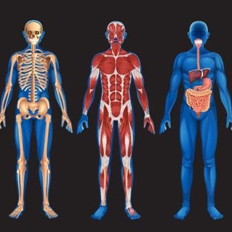 Osteopathy is the interconnection of all systems in the body. Musculoskeletal, myofascial, organs, circulatory, nervous system. The human body as a whole; emotional, spiritual and physical.